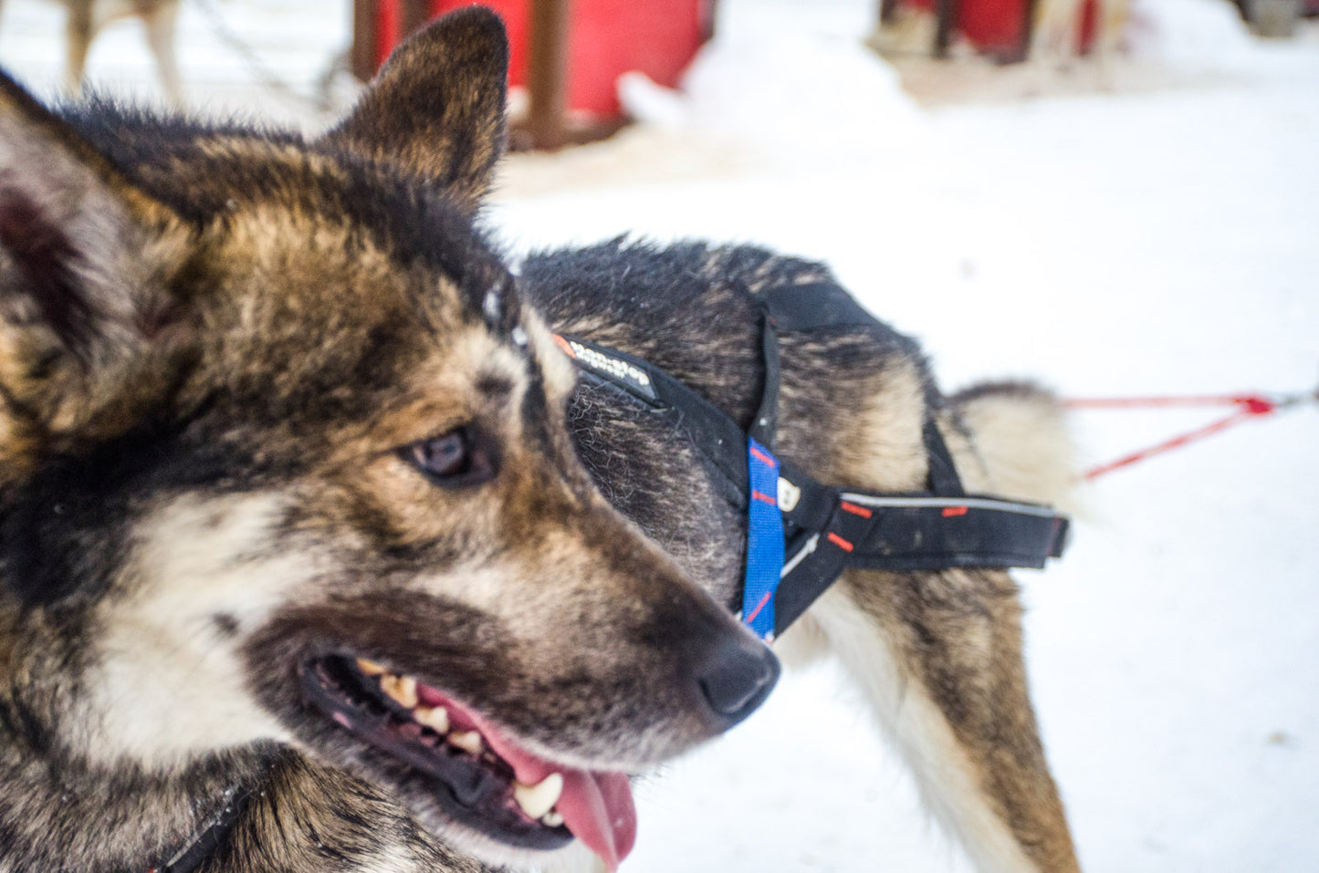 Nansen stick harness (7)