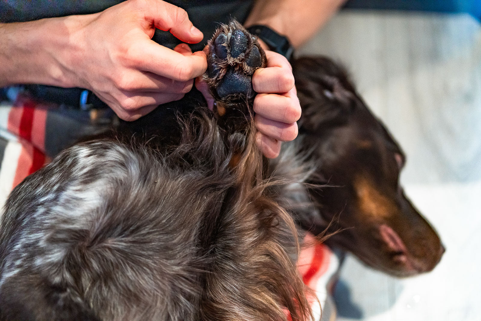 Paw care (4)