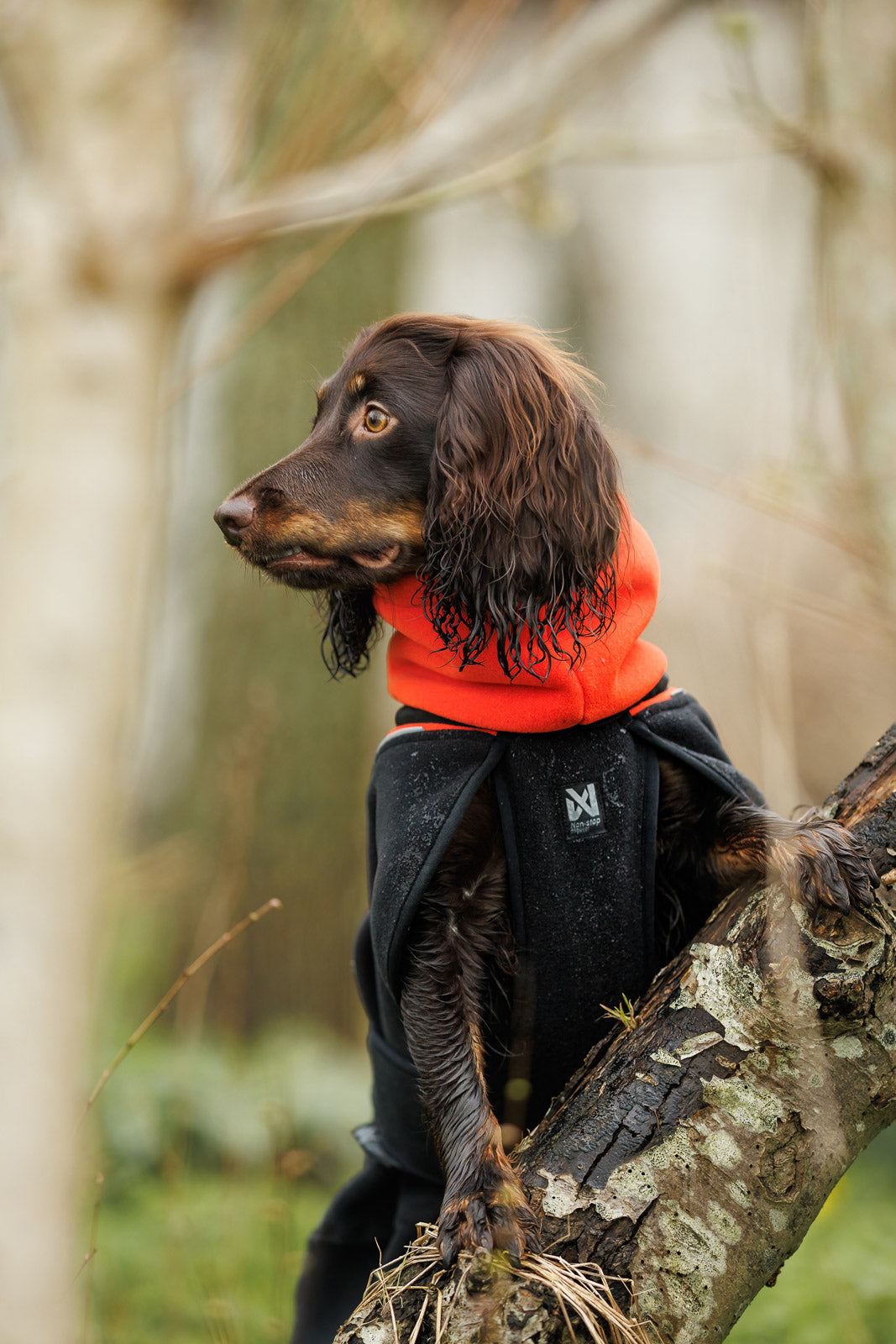 Phoenix dog jacket (1)