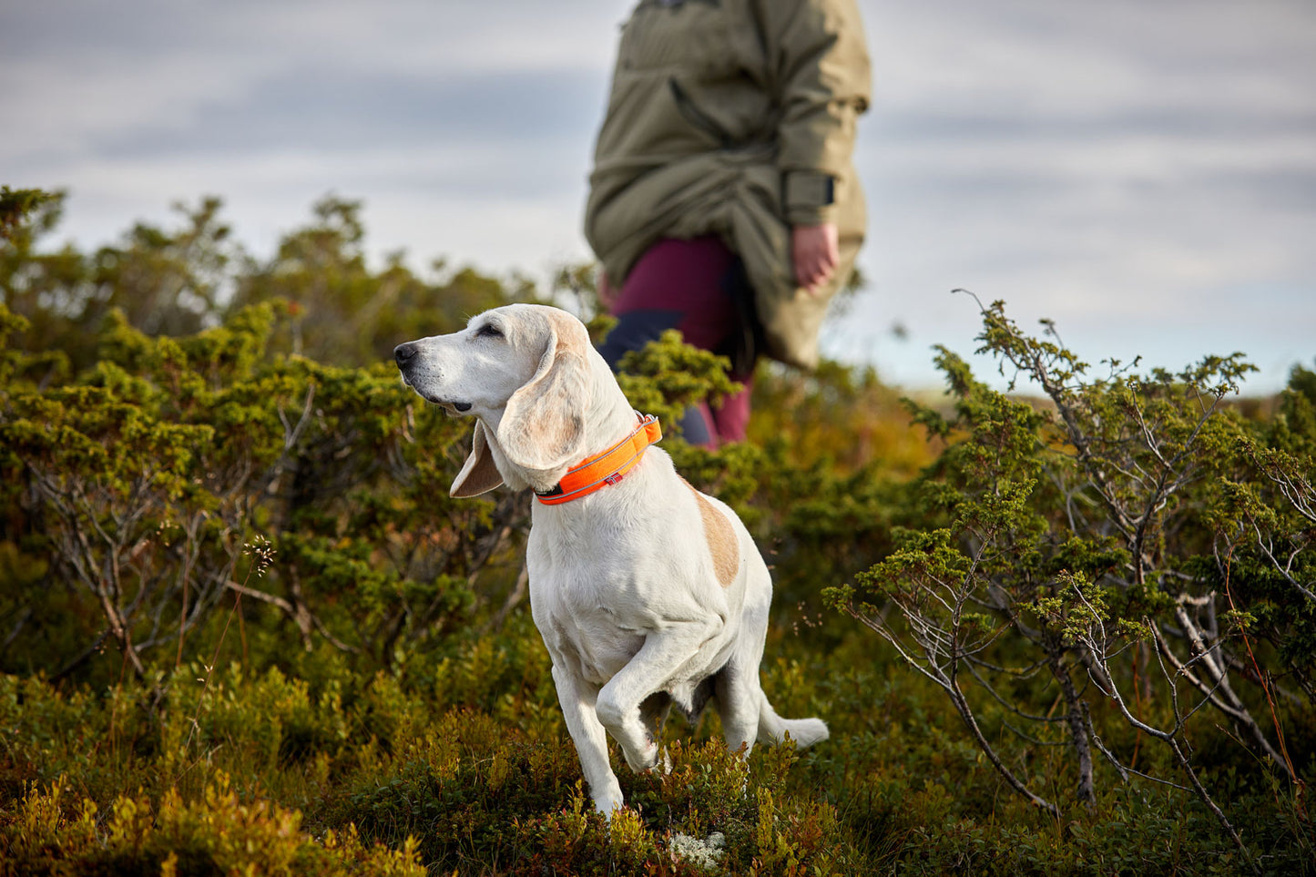 Safe collar (3)