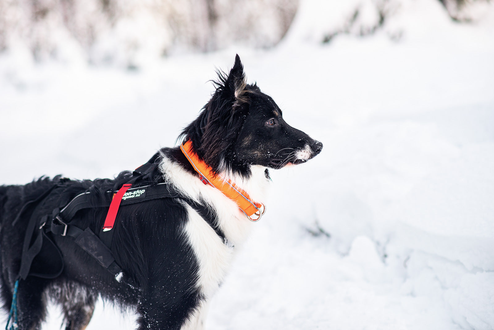 Safe collar (4)