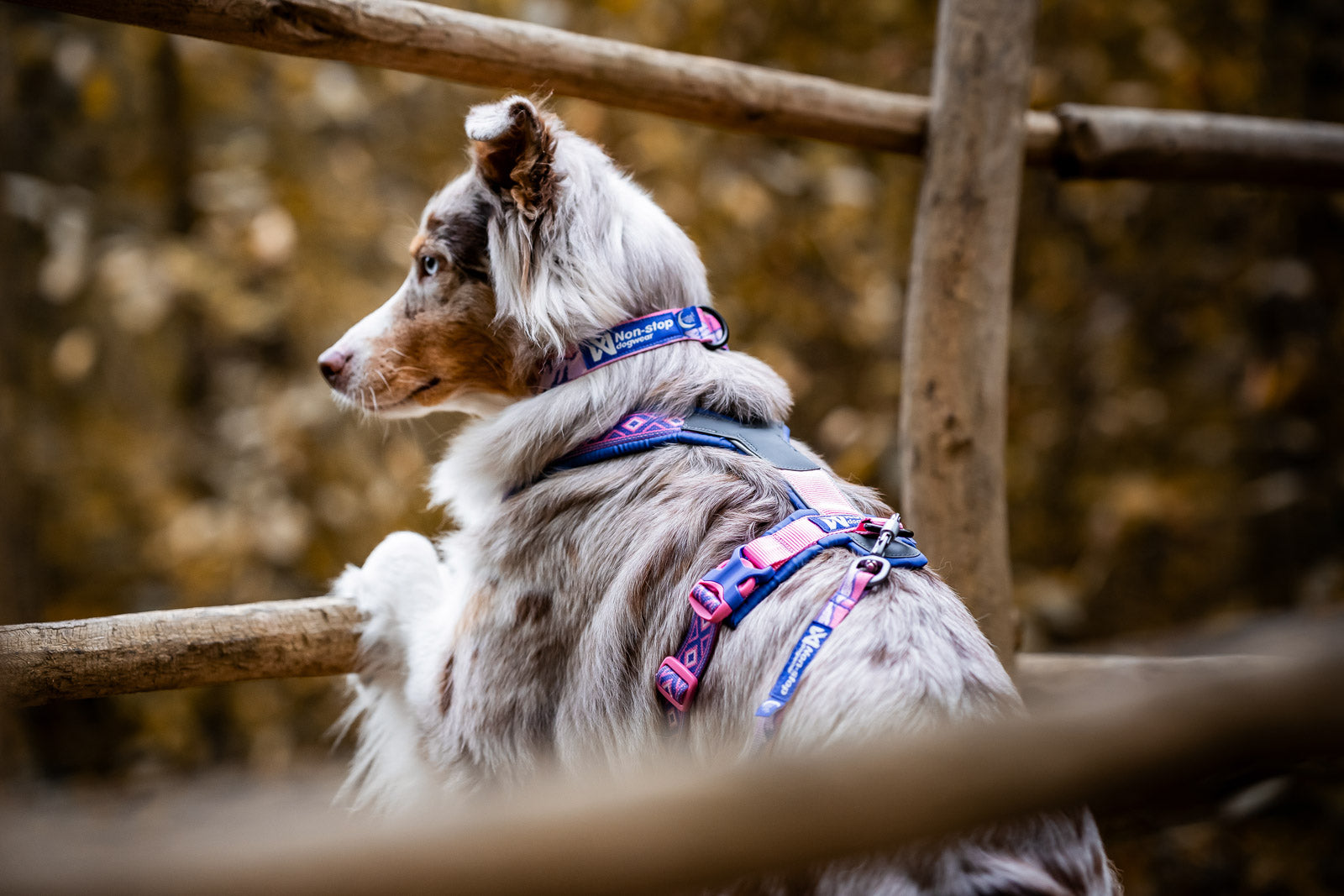 Trail quest collar Rachel Pohl edition (3)
