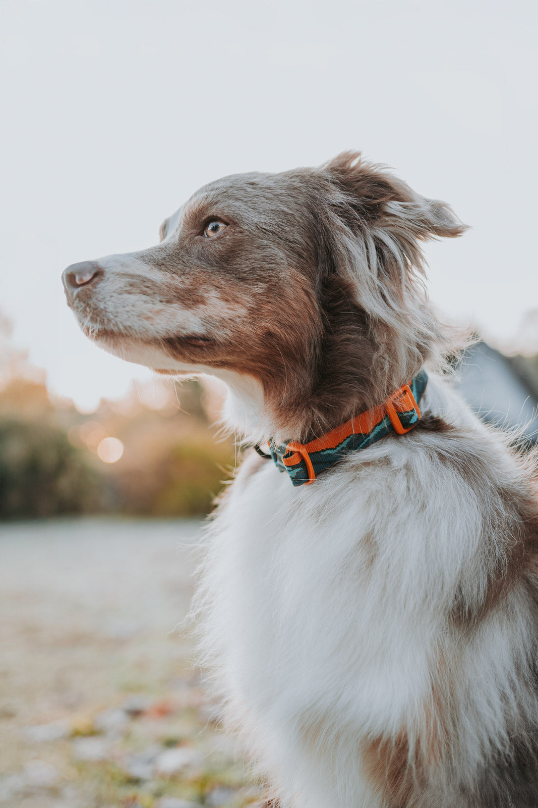 Trail quest collar Rachel Pohl edition (4)